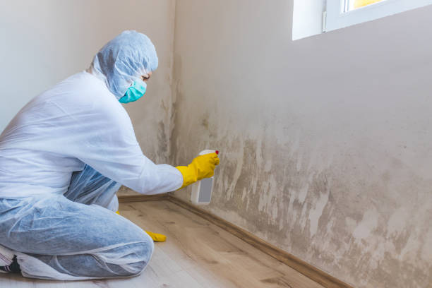 Licensed Mold Remediation service in McChord AFB, WA - 24 Hour Mold Removal