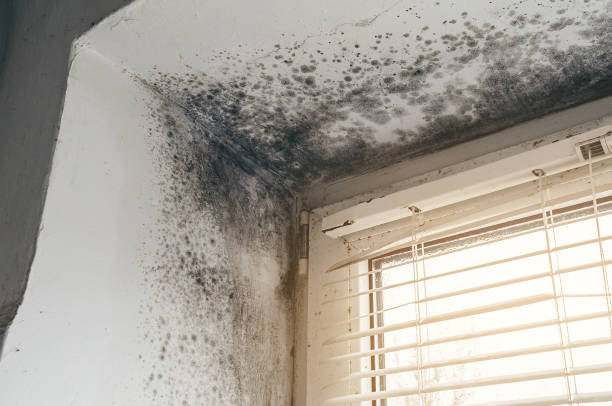 Affordable Mold Remediation solutions in McChord AFB, WA